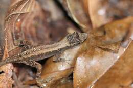 Image of Humble Anole