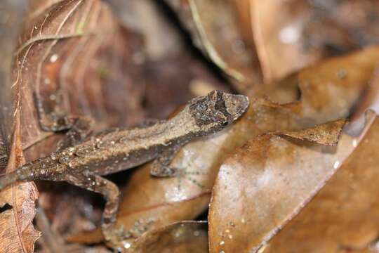 Image of Humble Anole