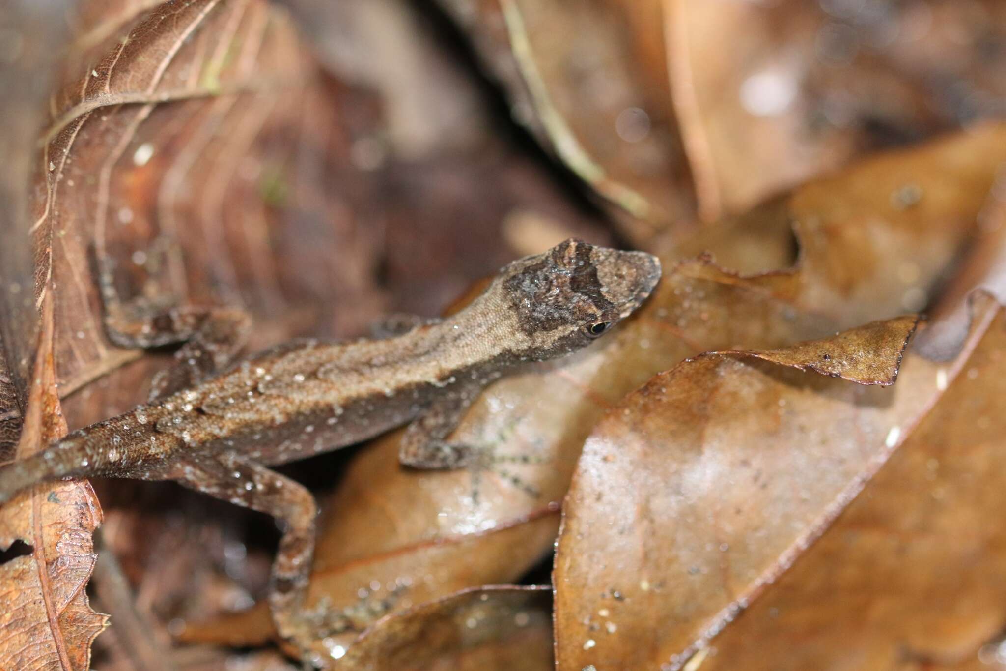 Sivun Anolis humilis Peters 1863 kuva