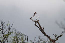 Image of Grey-headed Bullfinch