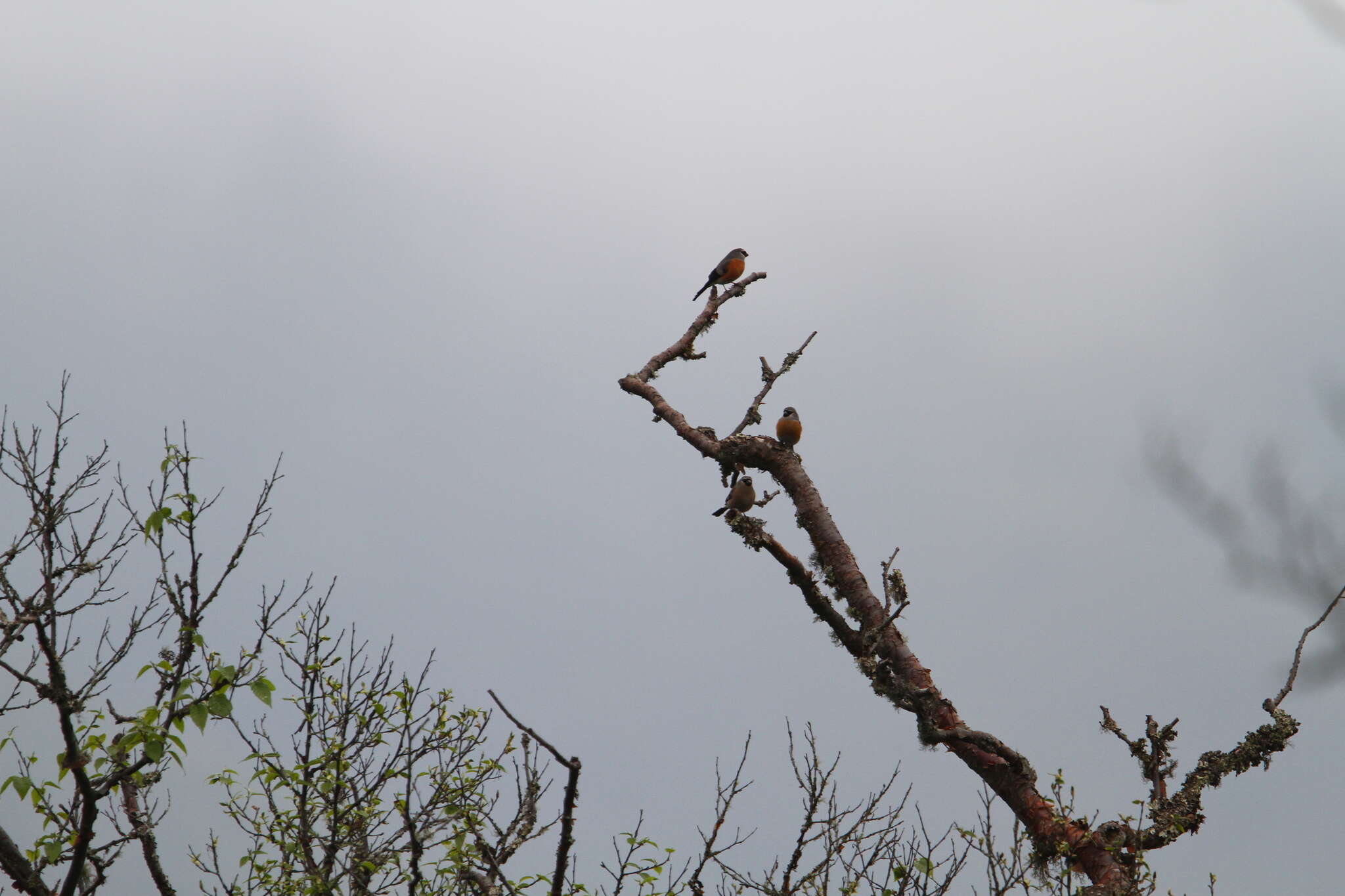 Image of Grey-headed Bullfinch