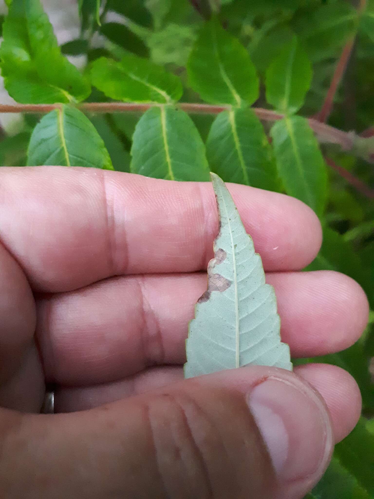 Sivun Stigmella intermedia (Braun 1917) Wilkinson et al. 1979 kuva