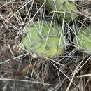 Image of grizzleybear pricklypear