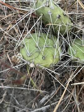 Image of grizzleybear pricklypear