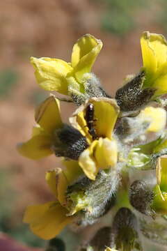 Plancia ëd Lotononis hirsuta (Thunb.) D. Dietr.