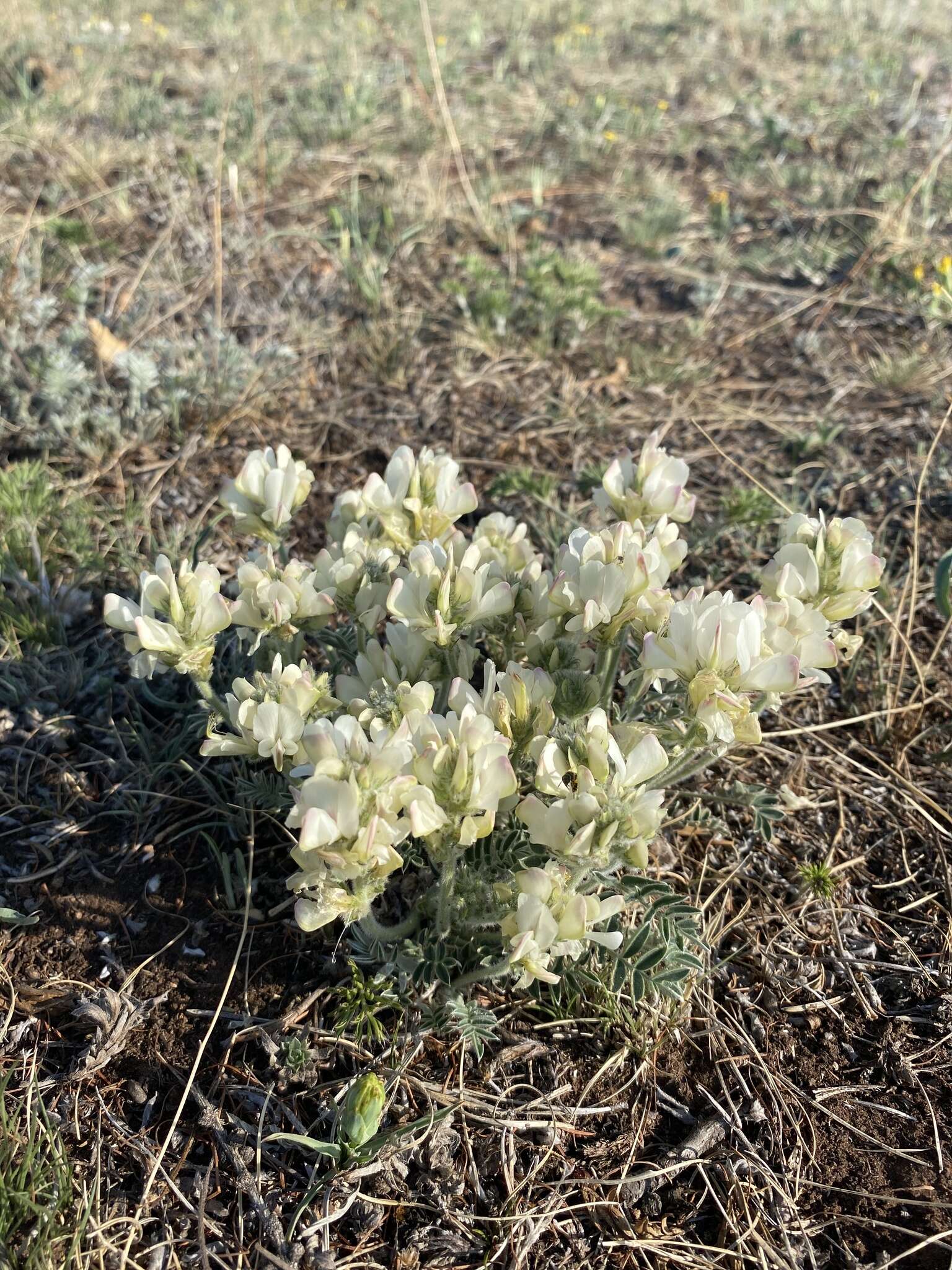 Plancia ëd Hedysarum turczaninovii Peschkova