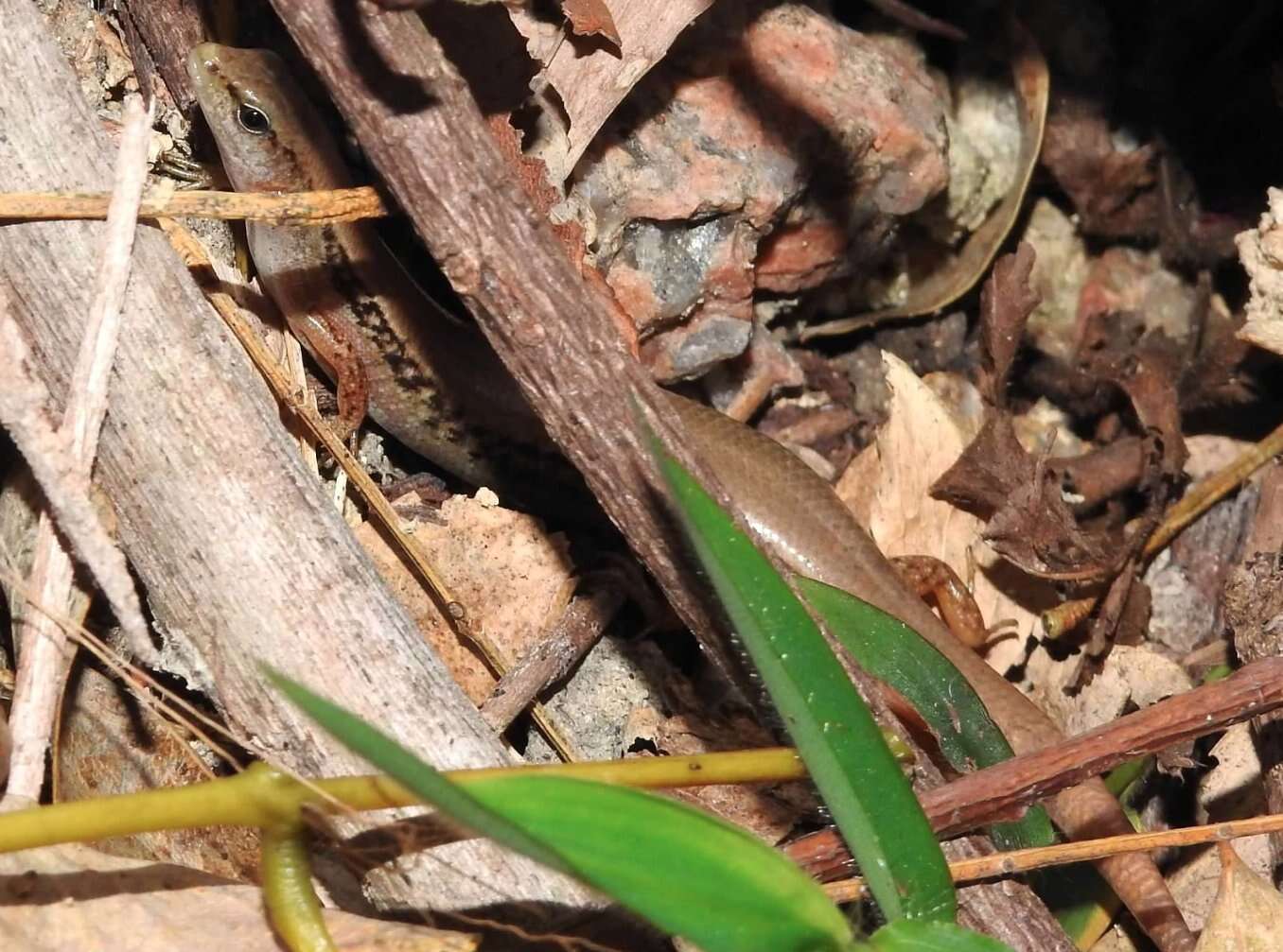 Image of Modest Ground Skink