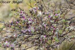 Imagem de Dalea bicolor Willd.