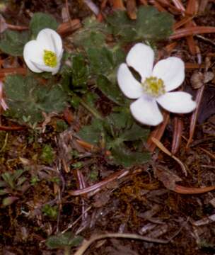 Слика од Anemonastrum obtusilobum (D. Don) Mosyakin