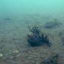 Image of Butterfly Blenny