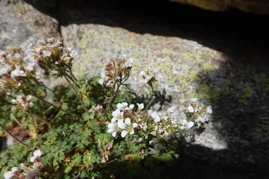 Sivun Saxifraga geranioides L. kuva