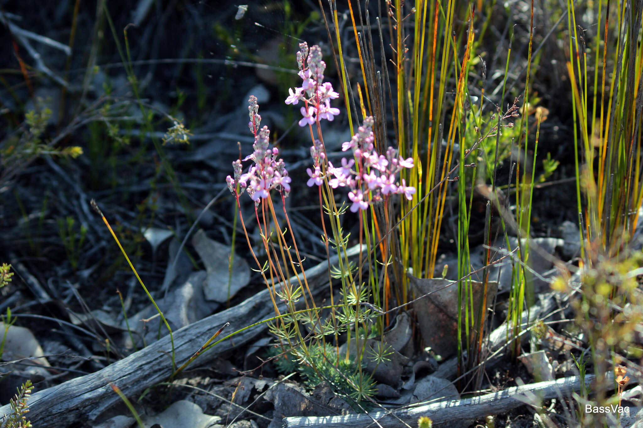 Stylidium brunonianum subsp. brunonianum resmi