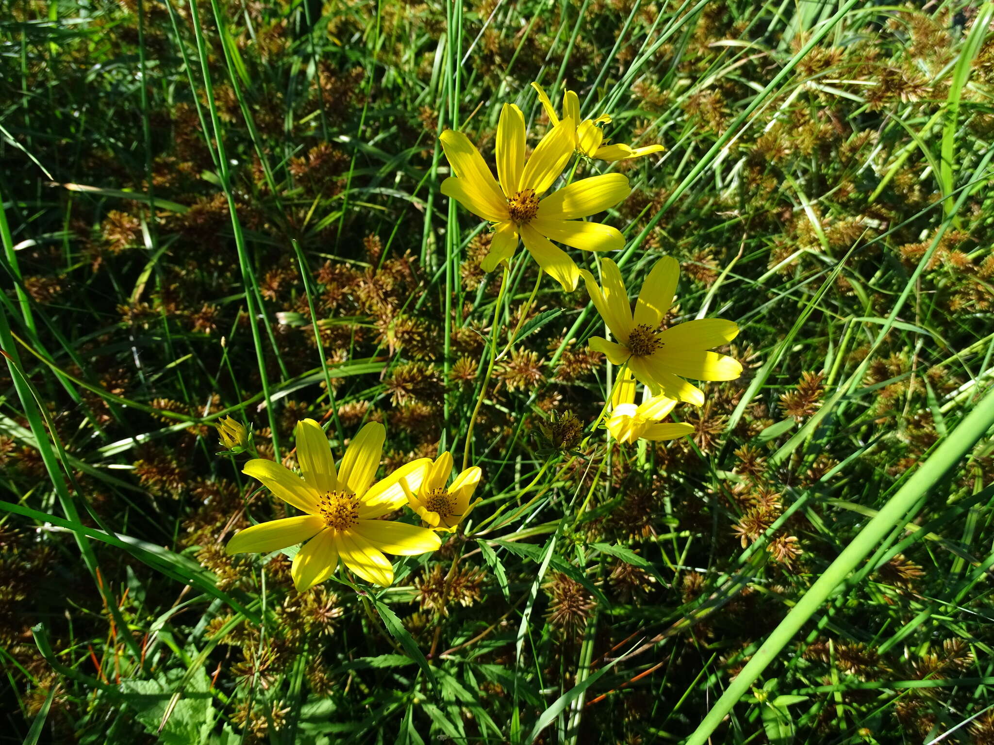 Image of Crowned Beggarticks