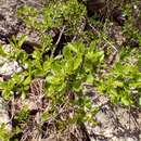 صورة Rhamnus saxatilis subsp. saxatilis