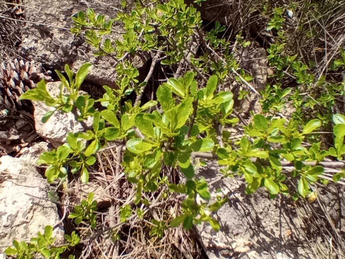 صورة Rhamnus saxatilis subsp. saxatilis