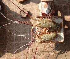 Image of Mud Spiny Lobster