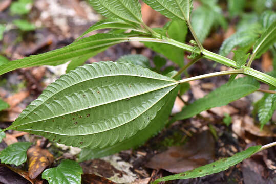 Image of Pilea melastomoides (Poir.) Wedd.