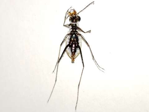 Image of Habroscelimorpha dorsalis saulcyi (Guérin-Méneville 1840)