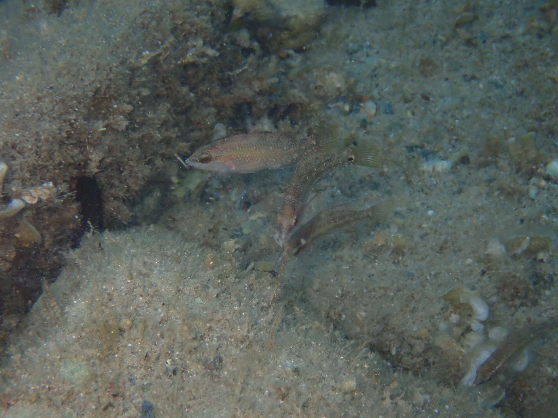 Image of East Atlantic Peacock Wrasse