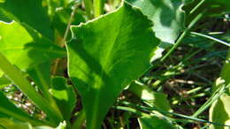 Primula latifolia subsp. graveolens (Hegetschw.) Rouy resmi