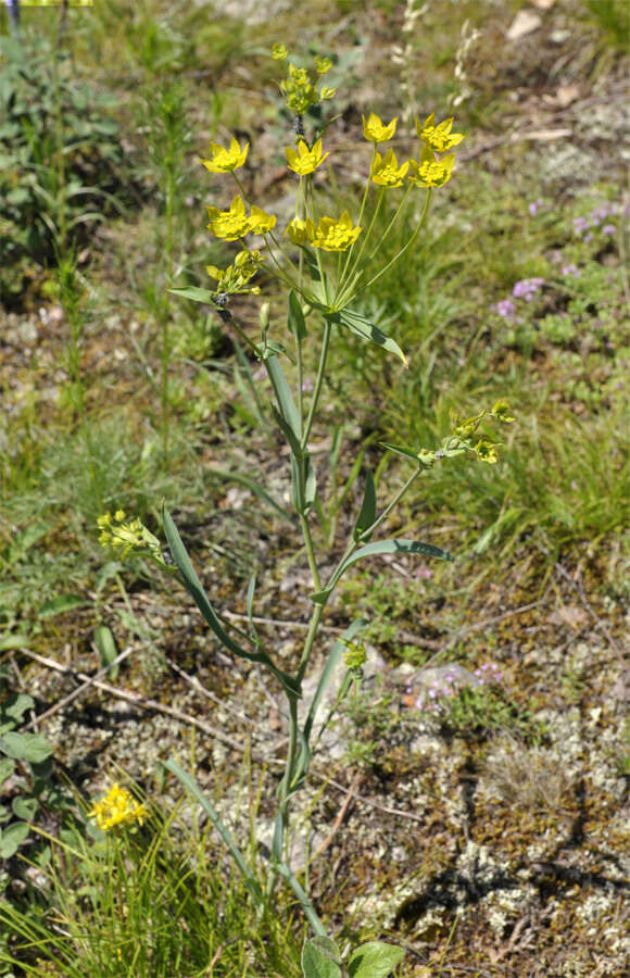 Sivun Bupleurum triradiatum Adams ex Hoffm. kuva