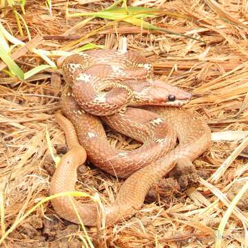 Image of Common Wolf Snake