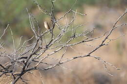 Image of Botteri's Sparrow