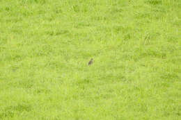 Image of Oriental Skylark