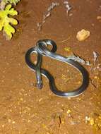 Image of Bibron’s Stiletto Snake