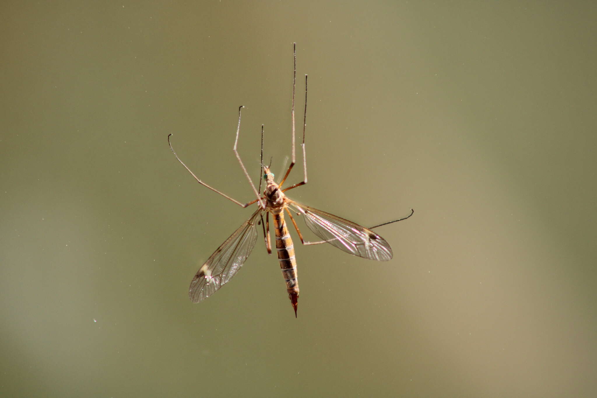 Image of Tipula (Lunatipula) bezzii Mannheims & Theowald 1959