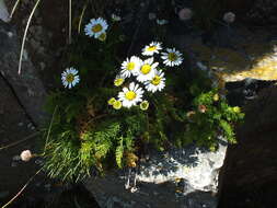 Image of false mayweed