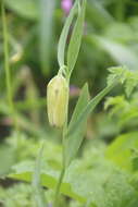 Image of Fritillaria lagodechiana Kharkev.