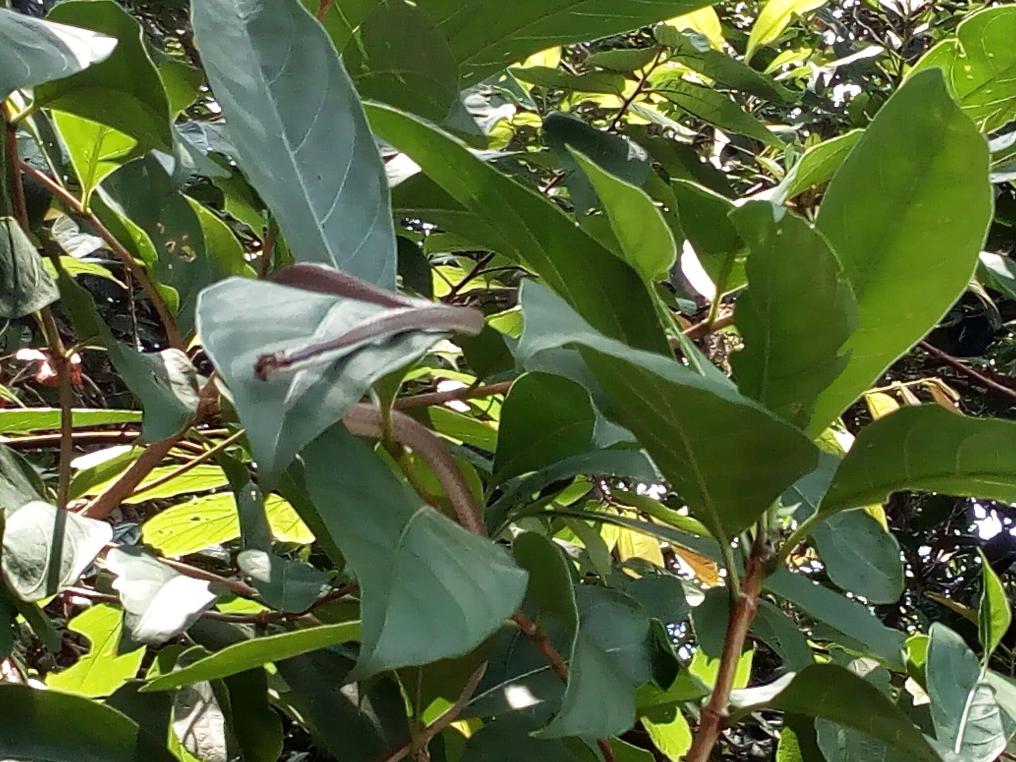 Image of Malayan Ringneck