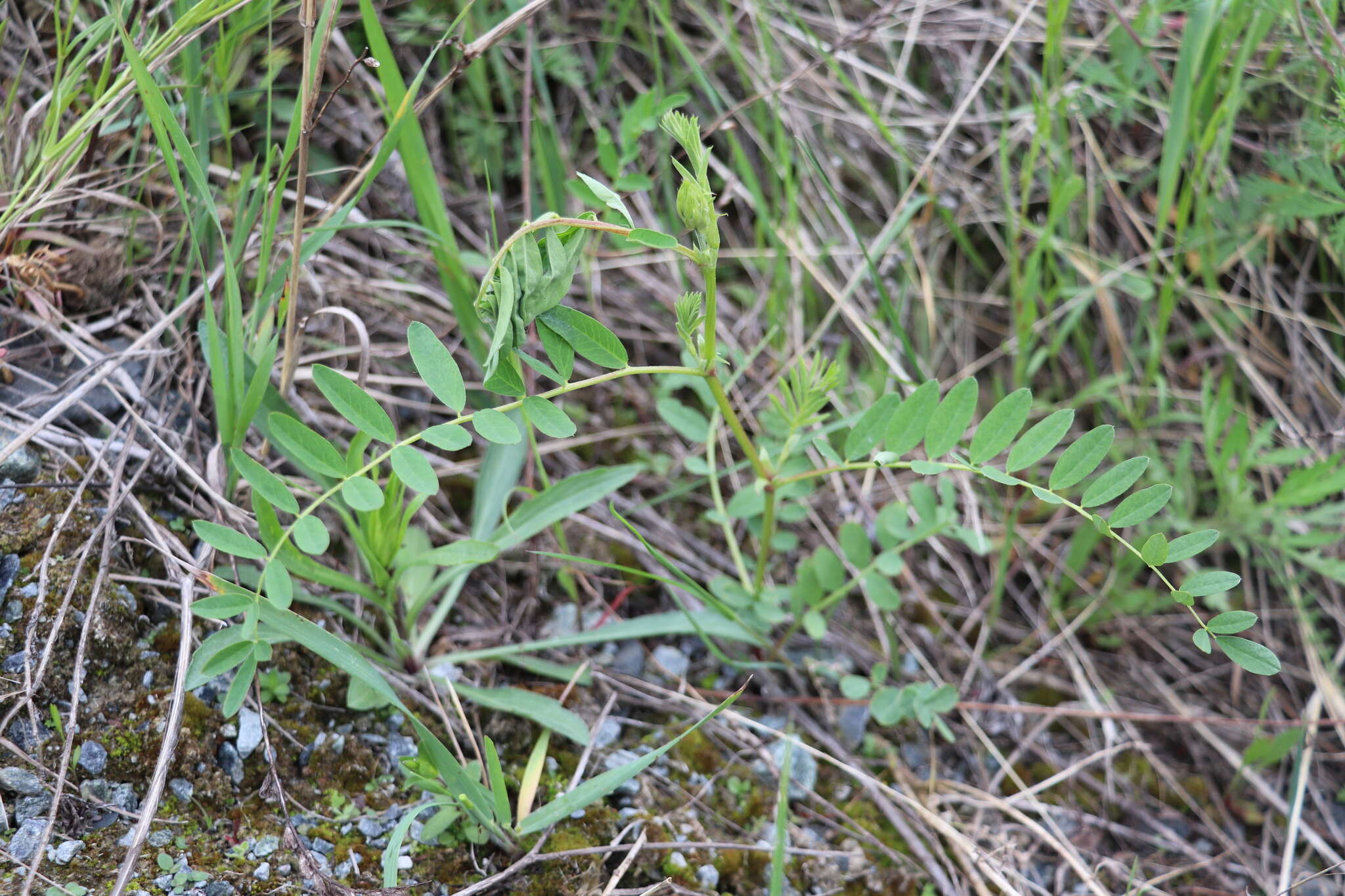 Plancia ëd Astragalus uliginosus L.