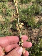 Imagem de Oenothera cinerea (Wooton & Standl.) W. L. Wagner & Hoch