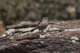 Image of Rosy Pipit