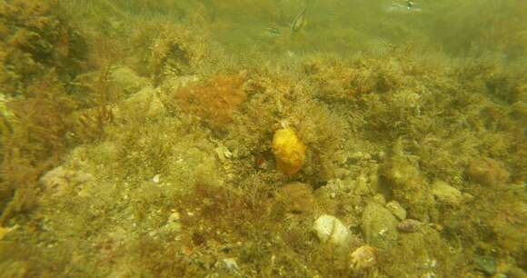 Image of Horseshoe butterflyfish