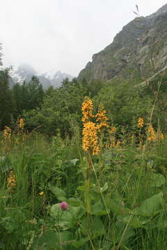 Image of Ligularia subsagittata Pojark.