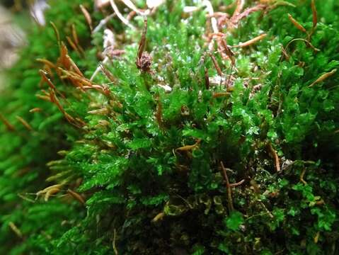 Image of tetraphis moss