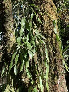 Imagem de Rhipsalis elliptica G. Lindb. ex K. Schum.