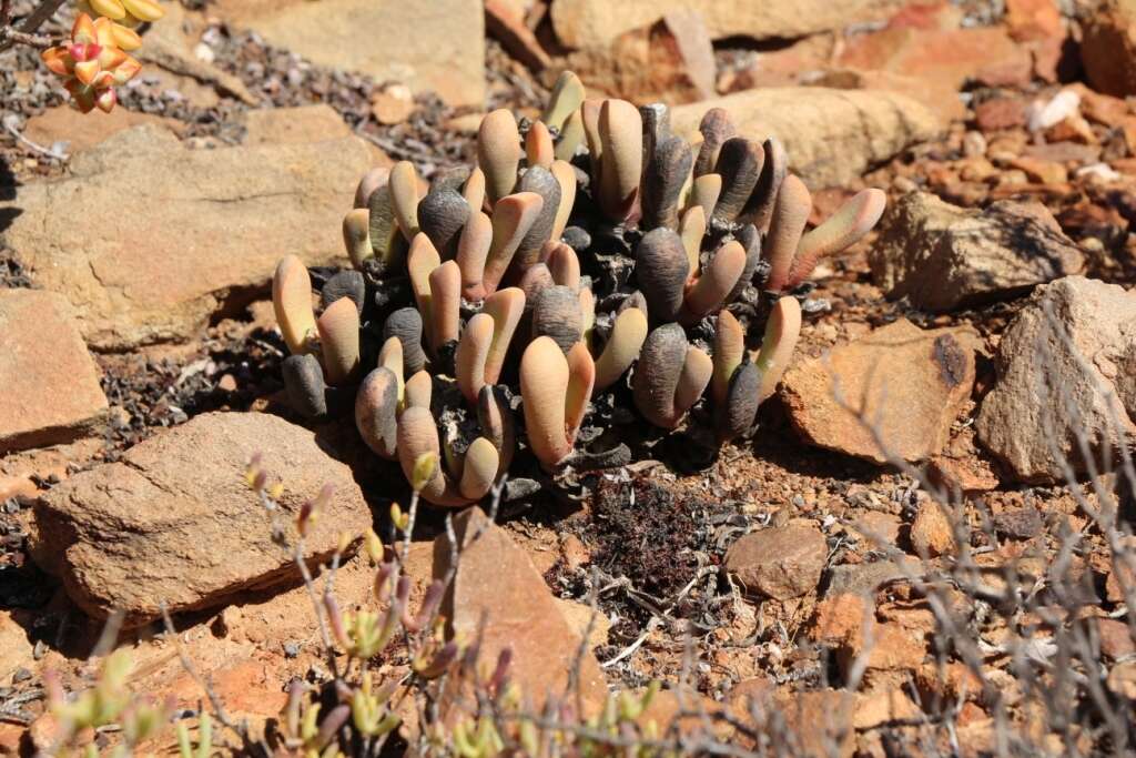 Plancia ëd Cerochlamys pachyphylla (L. Bol.) L. Bol.