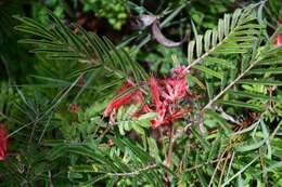 Imagem de Calliandra hirsuta (G. Don) Benth.