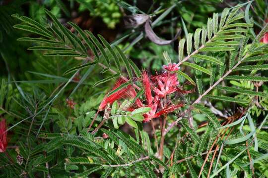 Imagem de Calliandra hirsuta (G. Don) Benth.