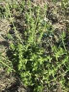 Image of piedmont bedstraw