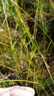 Image of Fewseed sedge