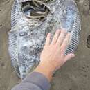 Image of New Zealand turbot