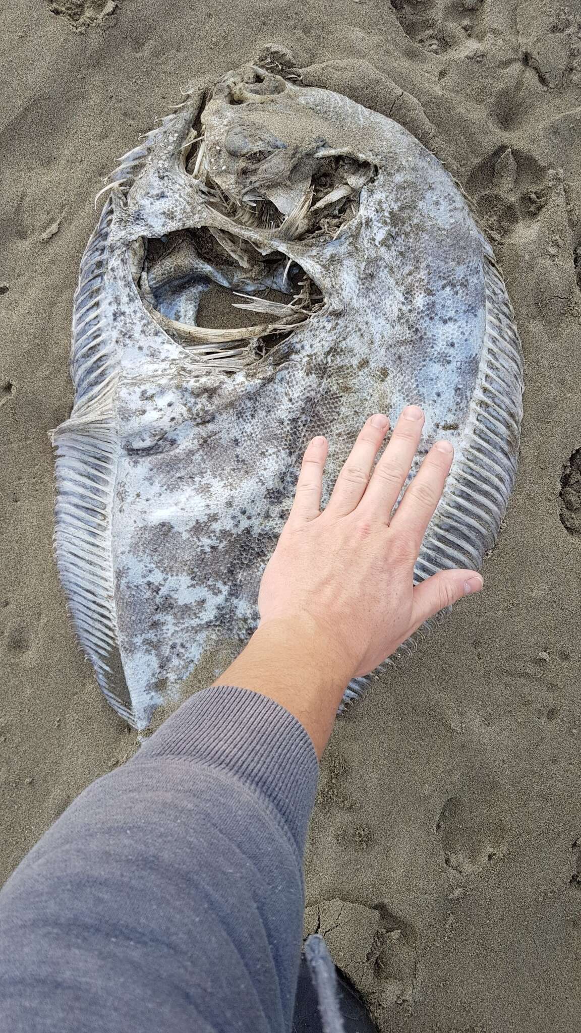 Image of New Zealand turbot