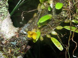 Image of Bulbophyllum analamazoatrae Schltr.