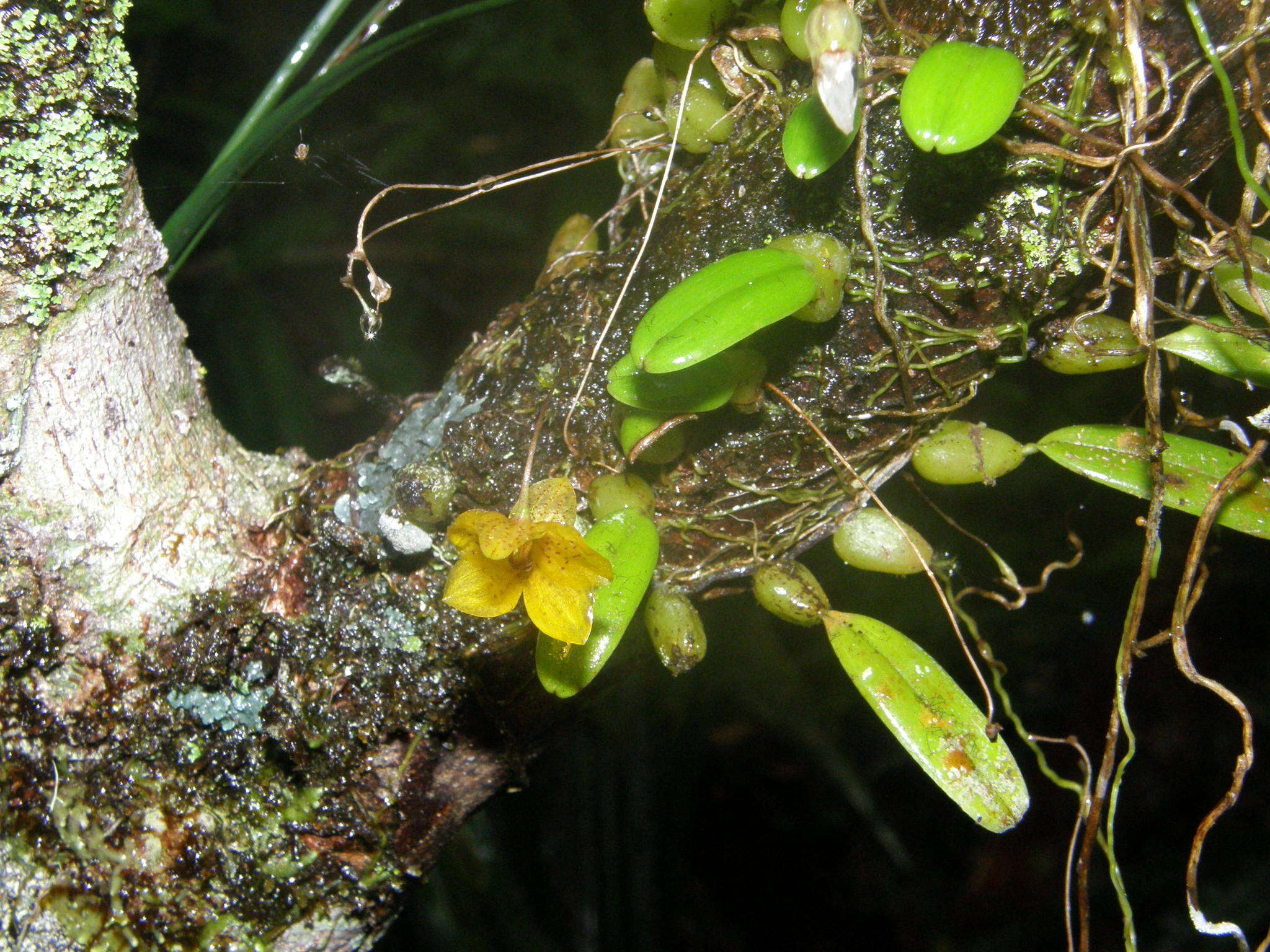 Imagem de Bulbophyllum analamazoatrae Schltr.