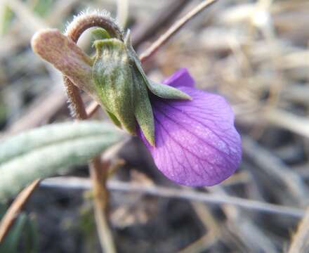 Image of Viola dissecta Ledeb.